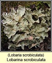 Lobaria scrobiculata