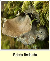 Sticta limbata