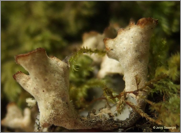 Irish lichens - Sticta limbata