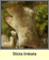 Sticta limbata