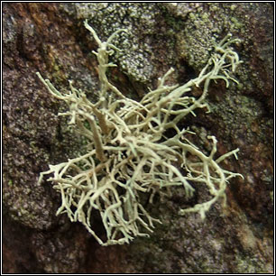 Ramalina subfarinaceae