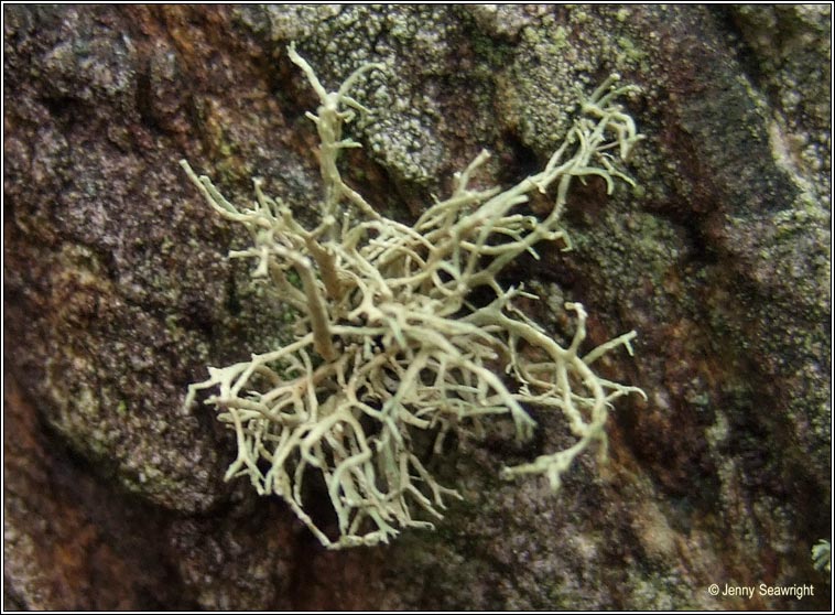 Ramalina subfarinaceae