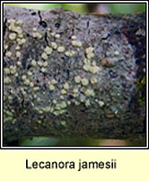 Lecanora jamesii