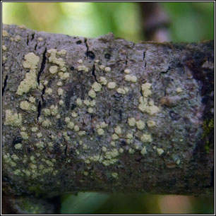 Lecanora jamesii