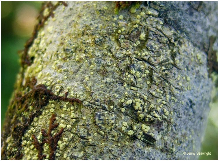 Lecanora jamesii