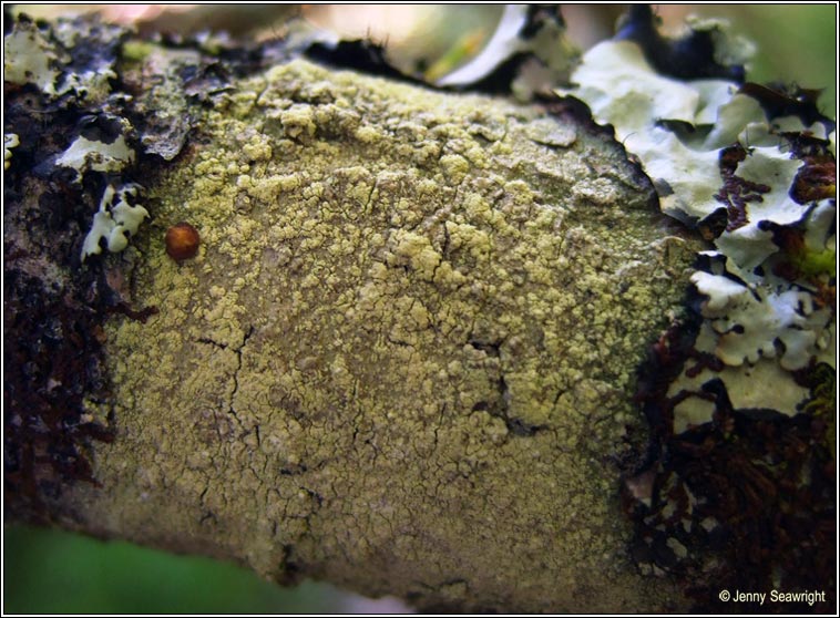 Lecanora jamesii