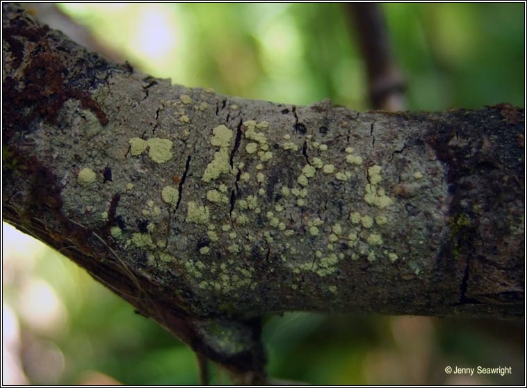 Lecanora jamesii