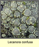 Lecanora confusa