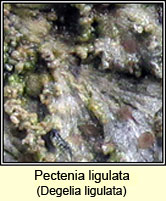 Pectenia ligulata, Degelia ligulata