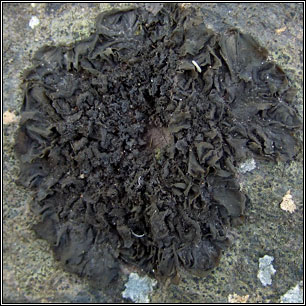 Collema flaccidum