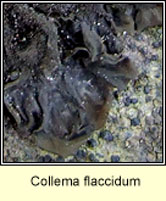 Collema flaccidum