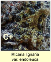 Micaria lignaria var endoleuca