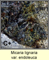 Micaria lignaria var endoleuca