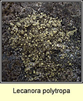 Lecanora polytropa