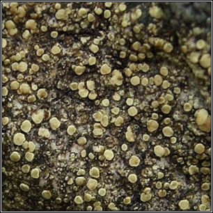 Lecanora polytropa