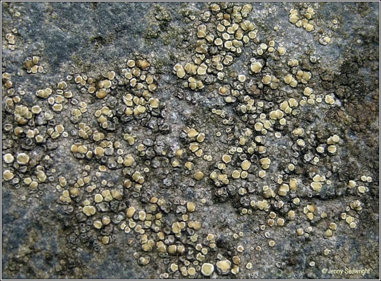 Lecanora polytropa