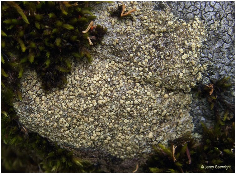 Lecanora polytropa