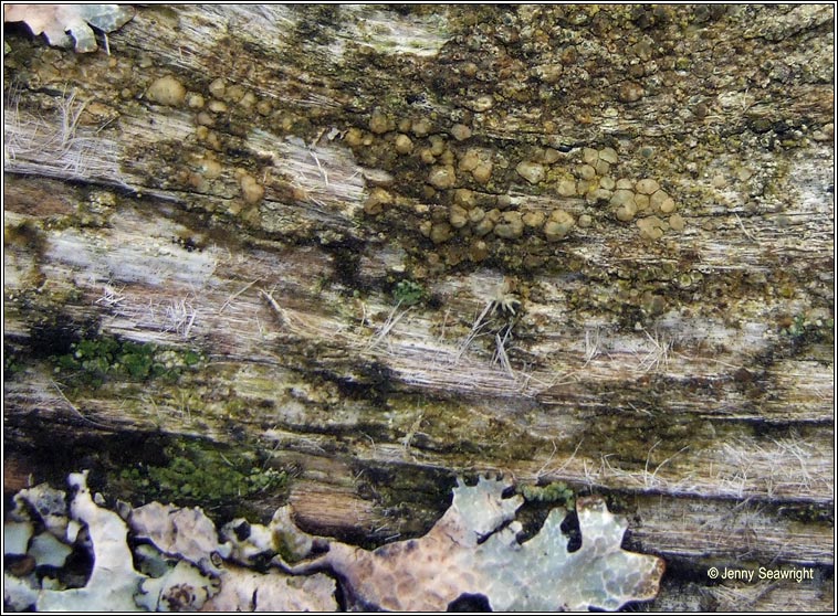 Lecanora polytropa