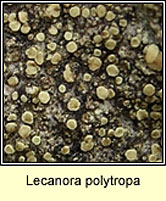 Lecanora polytropa