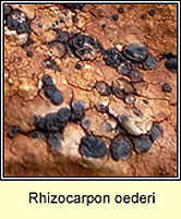 Rhizocarpon oederi