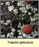 Trapelia glebulosa