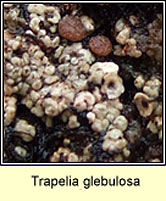 Trapelia glebulosa