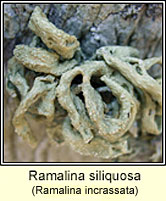 Ramalina siliquosa K+