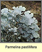 Parmelina pastillifera