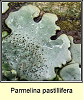 Parmelina pastillifera