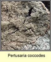 Pertusaria coccodes