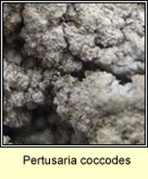 Pertusaria coccodes