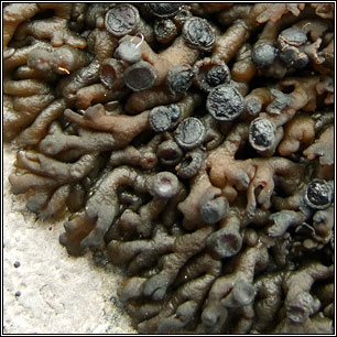 Callome multipartita, Collema multipartitum