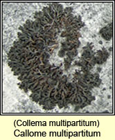 Collema multipartitum