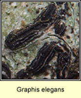 Graphis elegans, Script Lichen