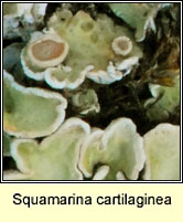 Squamarina cartilaginea