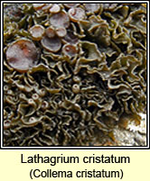 Lathagrium cristatum, Collema cristatum