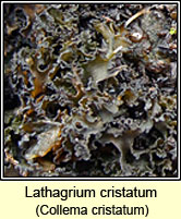 Lathagrium cristatum, Collema cristatum