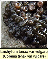 Enchylium tenax var vulgare, Collema tenax var vulgare