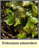 Endocarpon adscendens