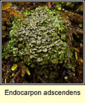 Endocarpon adscendens