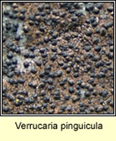 Verrucaria pinguicula