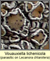 Vouauxiella lichenicola