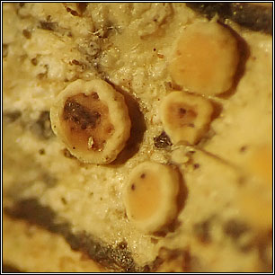 Vouauxiella lichenicola
