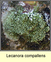 Lecanora compallens