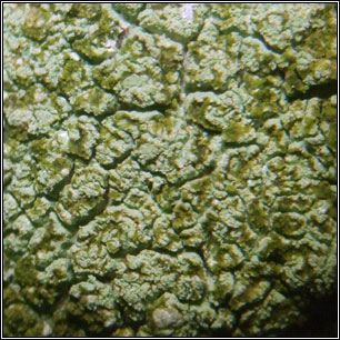 Lecanora compallens