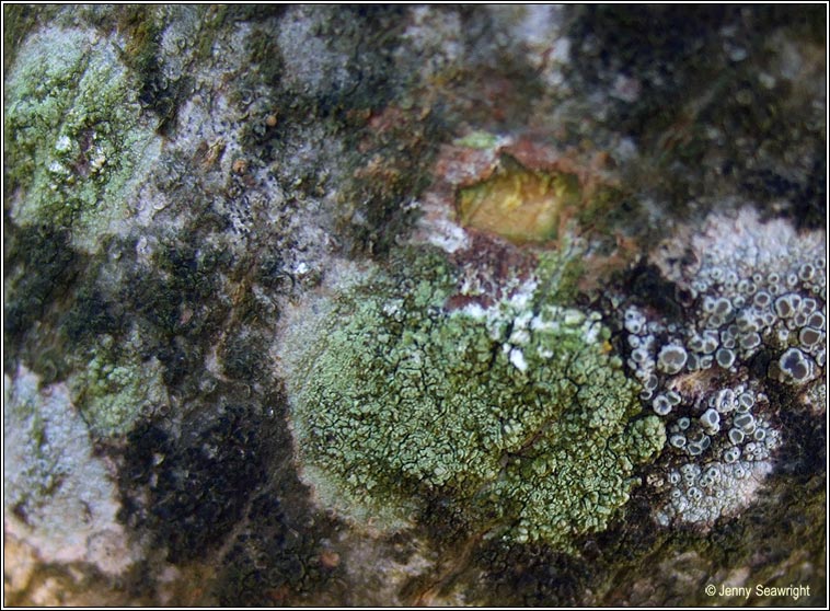 Lecanora compallens