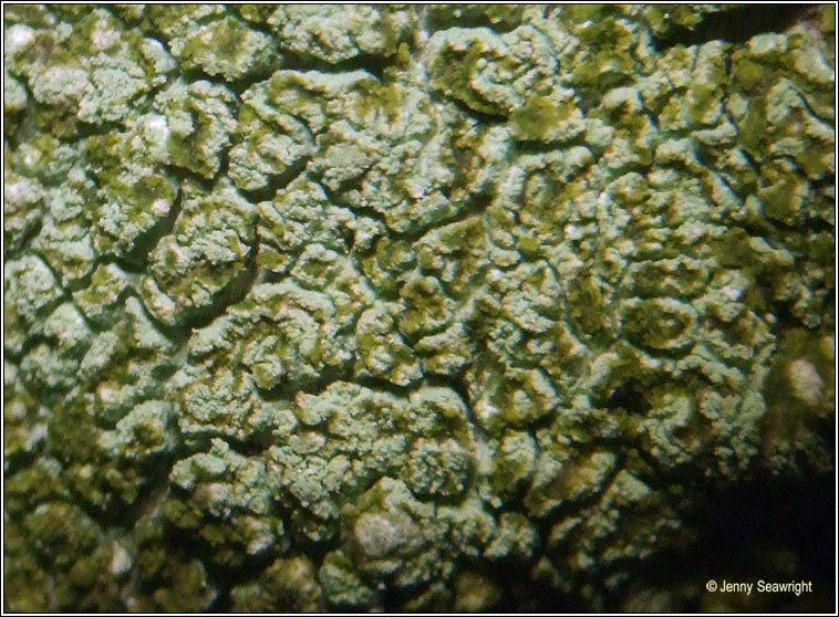 Lecanora compallens