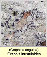 Graphina anguina