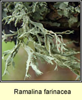 Ramalina farinacea