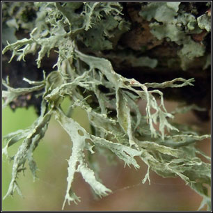 Ramalina farinacea